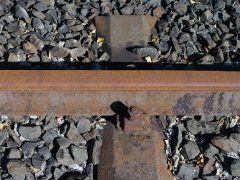 A bird is sitting on a railroad track